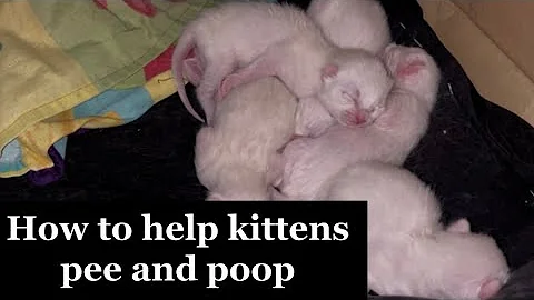 How to Help Newborn Kittens Pee and Poop 🐱 | Kitten Care for Orphaned Babies