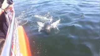 Seal cruises next to our boat