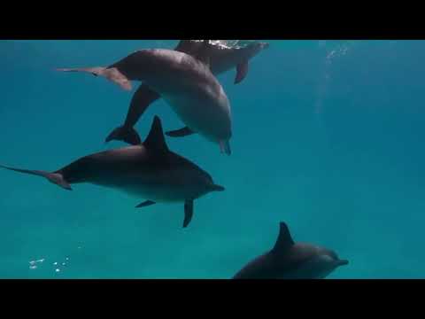 Дельфинотерапия 🐬 Исцеляющие звуки дельфинов -12ЧАСОВ!!!!