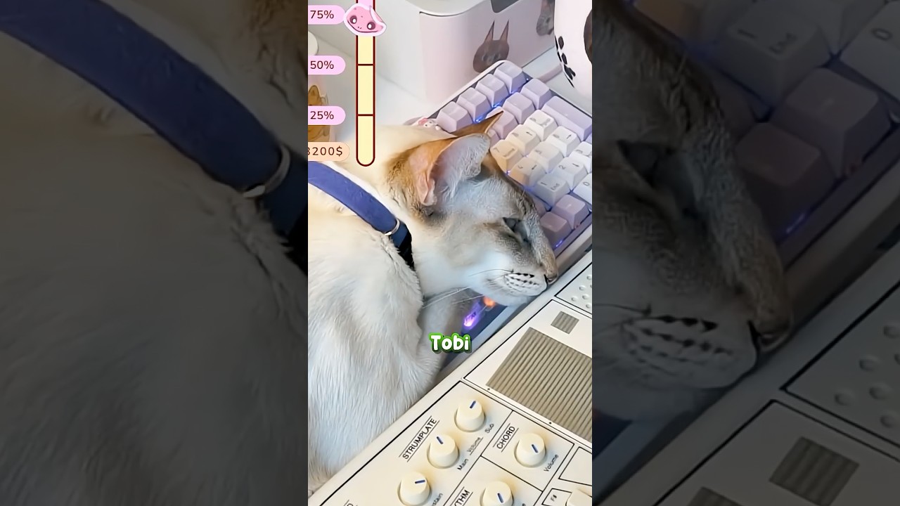 POV: YOUR CAT WANTS ATTENTION
