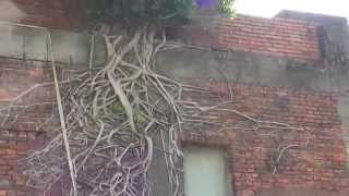 長在房子牆上的榕樹,根部盤根錯節 Banyan root on wall 榕树根 バンヤンルート 반얀 루트 Banyan Wurzel