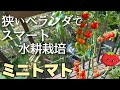 【ミニトマト水耕栽培】土いらずでコンパクトに育てるベランダ菜園🍅植え付け~収穫・撤収まで🌱ペットボトルで脇芽も育つ?!