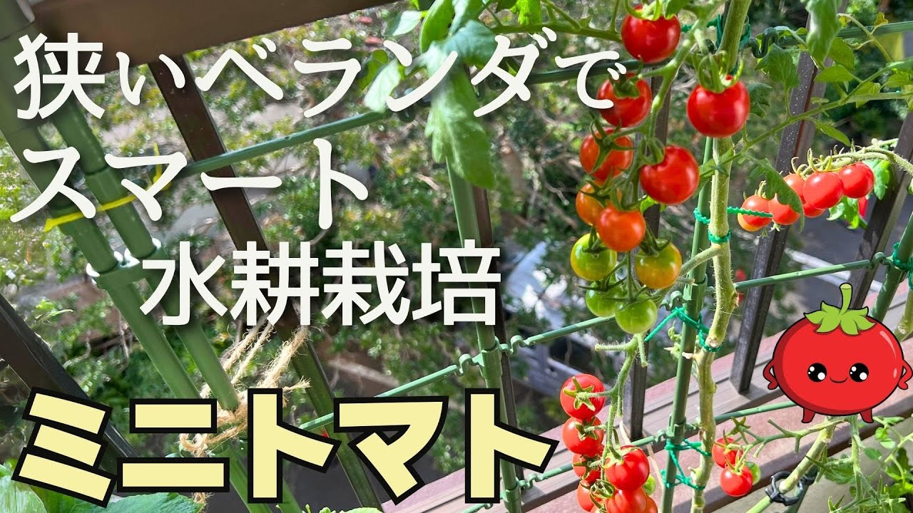 【ミニトマト水耕栽培】土いらずでコンパクトに育てるベランダ菜園🍅植え付け～収穫・撤収まで🌱ペットボトルで脇芽も育つ？！