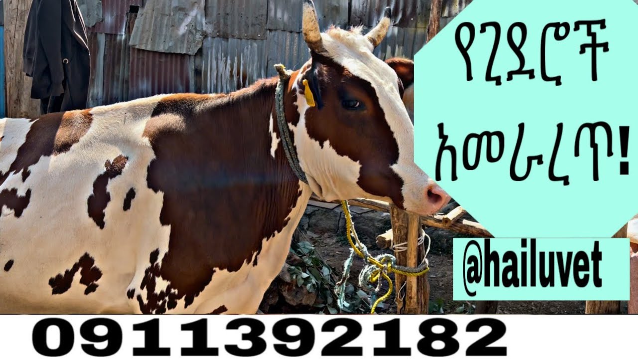 የጊደሮች አመራረጥ  ለተሻለ የለሞች እርባታ