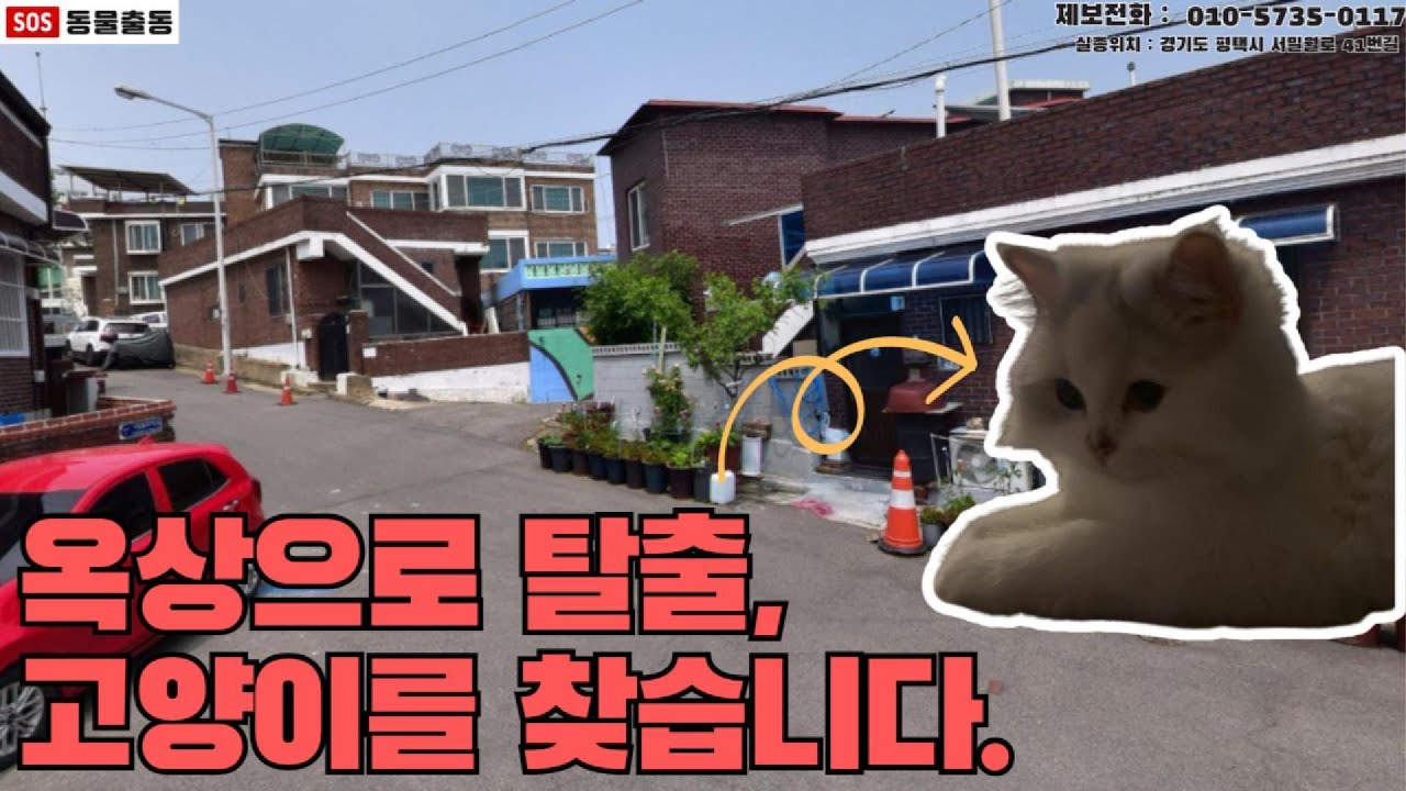 [고양이탐정] 안녕하세요. 페르시안 칼리를 찾습니다. (경기도 평택시 실종동물 방송)