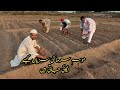 winter vegetables gardening in Village Organic Vegetable Farming Pakistan Village Mozzam Saleem