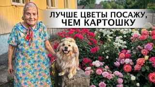 видео: МОИ ЛЮБИМЫЕ ЦВЕТЫ-РОЗЫ. Село Каменка. Верховский район. Орловская область. картинка: МОИ ЛЮБИМЫЕ ЦВЕТЫ-РОЗЫ. Село Каменка. Верховский район. Орловская область.