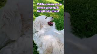 #chien #goldenretriever #agility