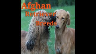 Afghan Retriever | afghan retriever puppies | afghan retriever dog breed