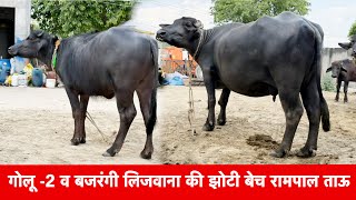 बजरंगी लिजवाना व गोलू -2 की झोटीया Rampall Tau Dairy Farm ✅