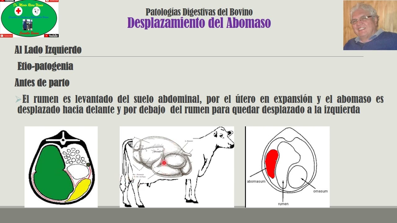 Desplazamiento del Abomaso Parte 1: Etiopatogenia y Clínica