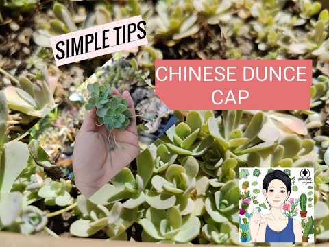 วีดีโอ: หมวก Dunce ของ Orostachys คืออะไร: เรียนรู้เกี่ยวกับการดูแลพืช Dunce Cap ในสวน