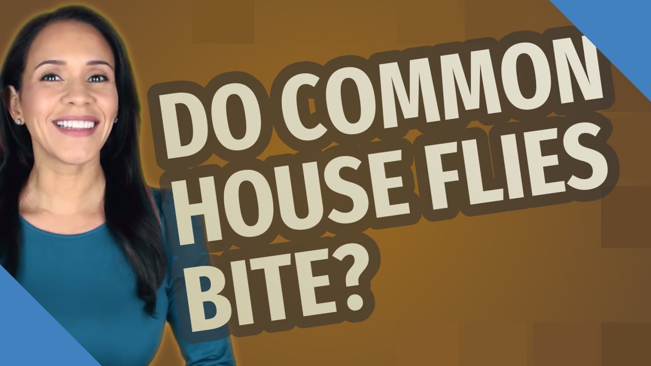 Do common house flies bite? YouTube