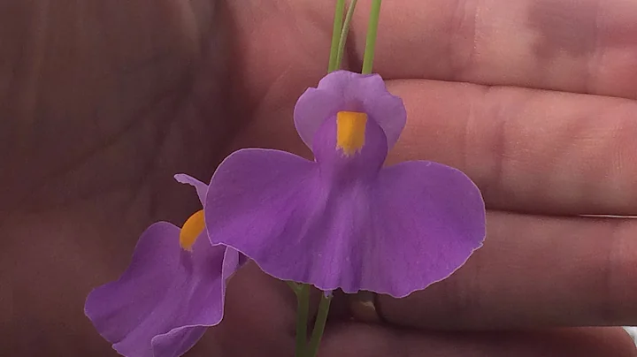 Yikes! I have a Purple Bladder Wort/ Utricularia longifolia Carnivorous plantCare tips - DayDayNews