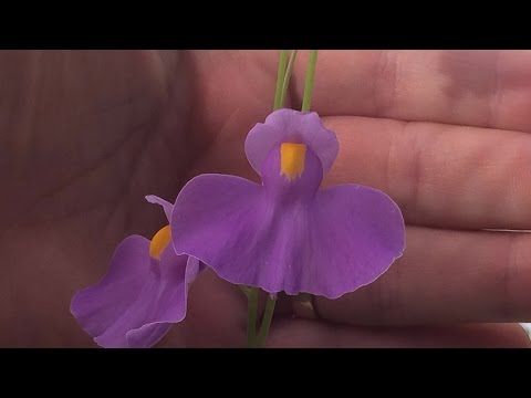 Video: Utricularia Informazioni sull'erba vescicale - Suggerimenti per il controllo e la cura dell'erba vescicale