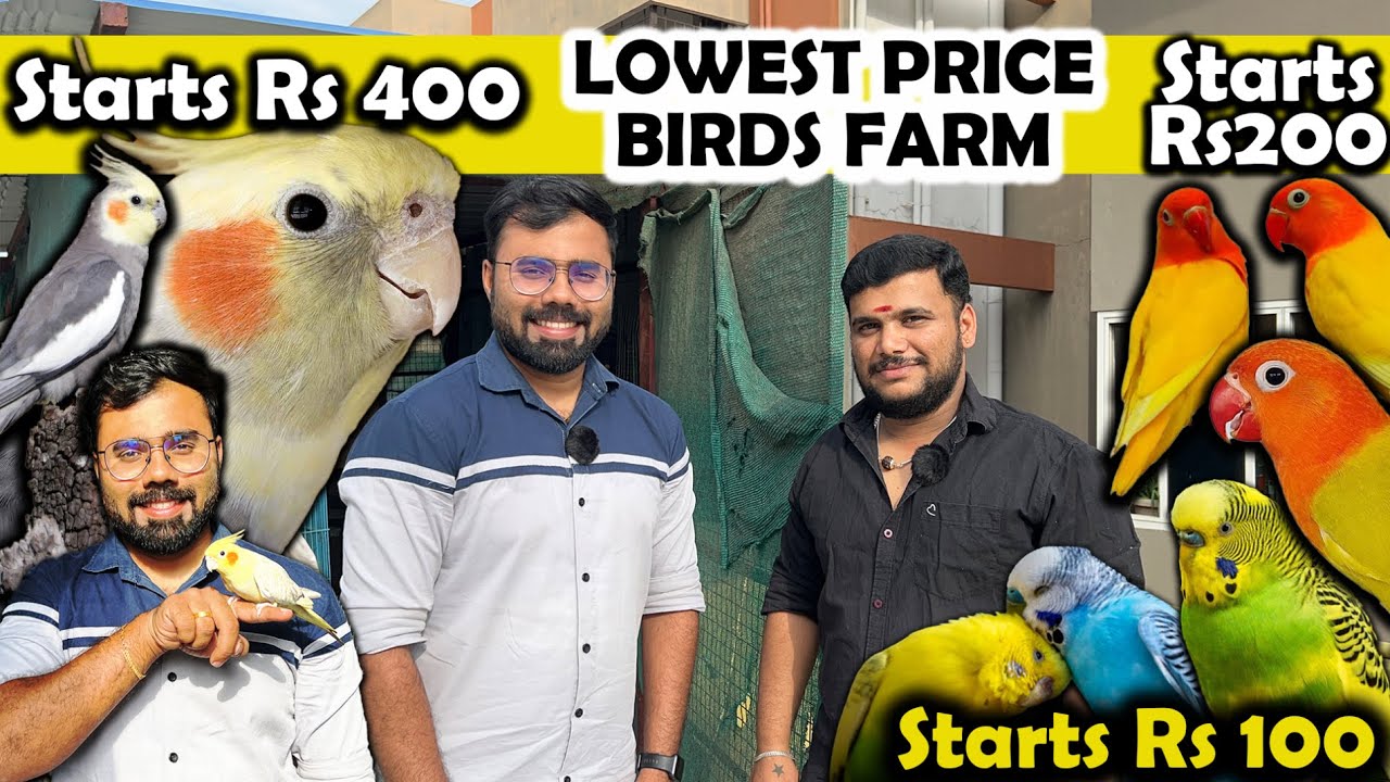 ரூ 400 முதல் Cockatiel Birds Farm | Aswin Birds Farm Coimbatore | African Love Birds | Love Birds