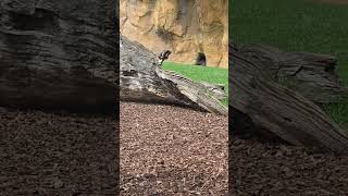 BIOPARC SAFARI VALENCIA uznawane za 1 z najlepszych zoo w Europe Na żywo