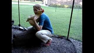 Chickens Deserve Love Too And Hugs And Cuddles