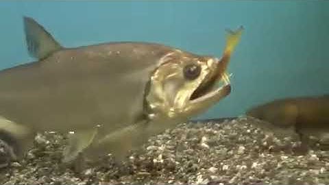 videoplayback   2025 09 13T200123 769