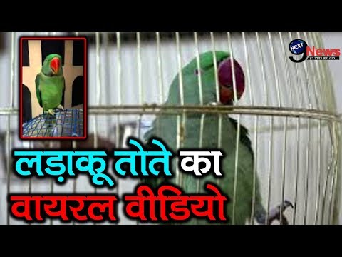 वीडियो: तोता आईने में क्यों दिखता है