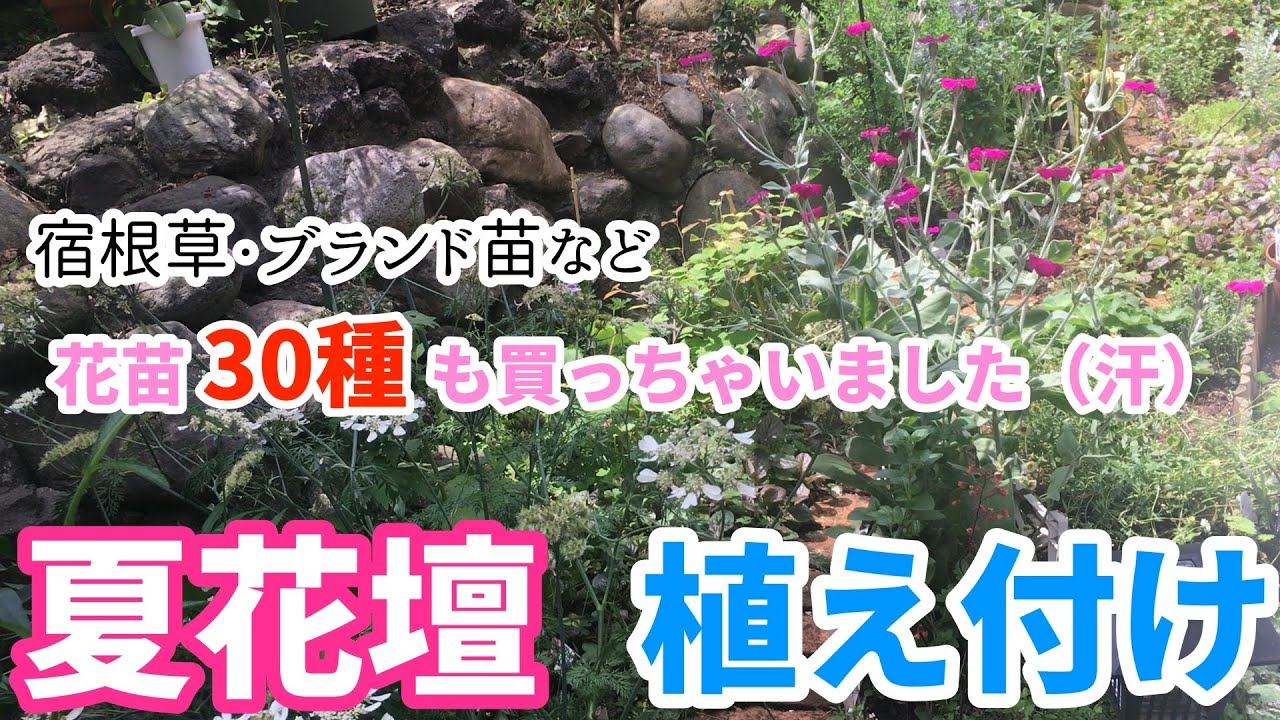 宿根草 おすすめ宿根草7選 半日影だって 日向向きの花苗育てたいっ 実際に育てて良かったものだけ紹介 初心者向け 切り花として使いたい放題 ガーデニング Youtube