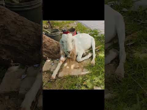 Sunat E Ibrahimi Viralreels Duet Khadtenumaindassa Answer Qurban Qurbani Qurbanistatus