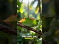 el arte del engaño: el insecto hoja