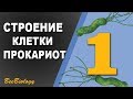 Урок по Биологии №1 - Строение прокариотической клетки / Клетка Бактерии