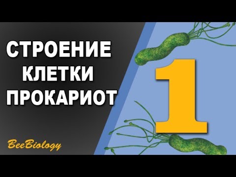 Видео: Почему бактерию называют прокариотической клеткой?