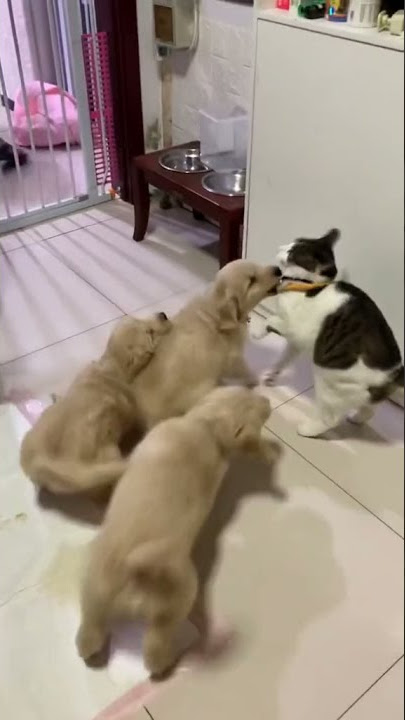 Kucing Dikeroyok Anjing #shorts #kucing #Anjing #hewan #lucu