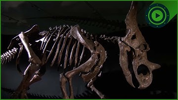 New Dinosaur Species Found! Hunting the Horned Dino Face in the Canadian Badlands