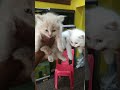 #persiancat#cat#pair