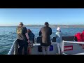 Dolphins!