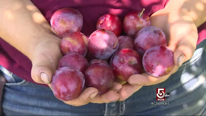 Community is key at Ward's Berry Farm