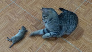 Reaction Of Baby Kitten to the First Meeting Mouse by Top Kitten TV 272 views 2 years ago 6 minutes, 11 seconds