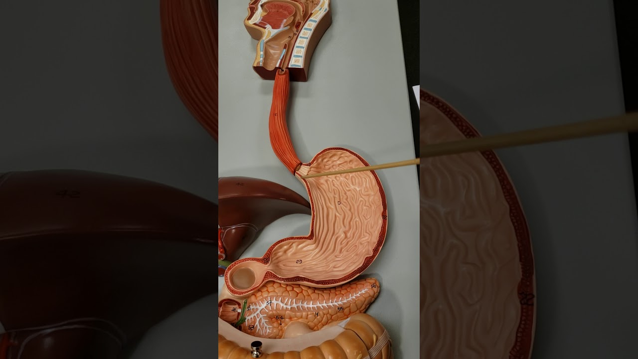 Mouth to Stomach Digestive System YouTube