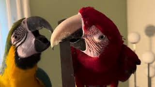 Macaws do their own beaks