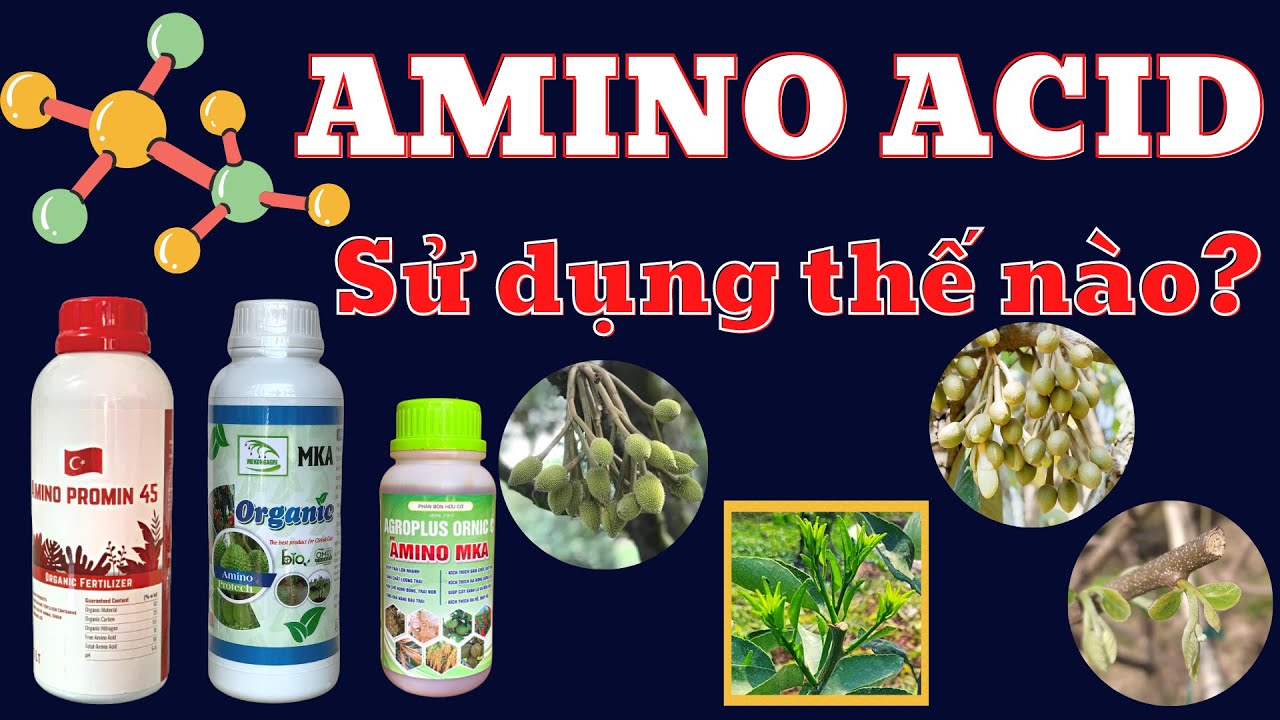 Amino aicd sử dụng thế nào? | P1: Có áp dụng được tất cả các giai đoạn: Cây tơ, ra hoa và đậu trái