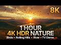 4K HDR Nature Relaxation | Birds Flying Over Sunset Hills &amp; Flower River | HDR TV Showroom Test