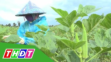 Tăng cường kết nối tiêu thụ nông sản cho người dân | THDT