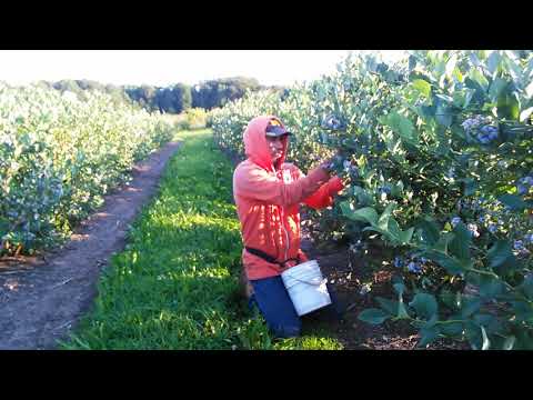 Video: Hvad har du brug for til en Michigan-ægteskabslicens?