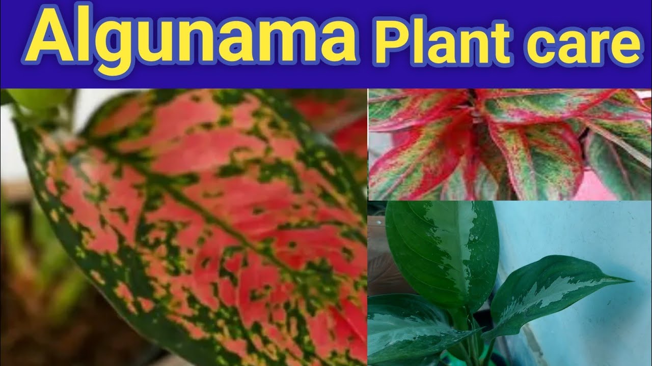 ۔Aglaonema Plant Care Fertilizer Potting Mix Light & Water Requirement