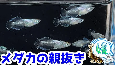 メダカの卵漬ける時に使うグッズおすすめ Mp3