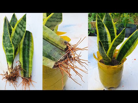 Video Mẹo hay trồng cây lưỡi hổ để trông nhà,dùng chai nhựa... - youtube
