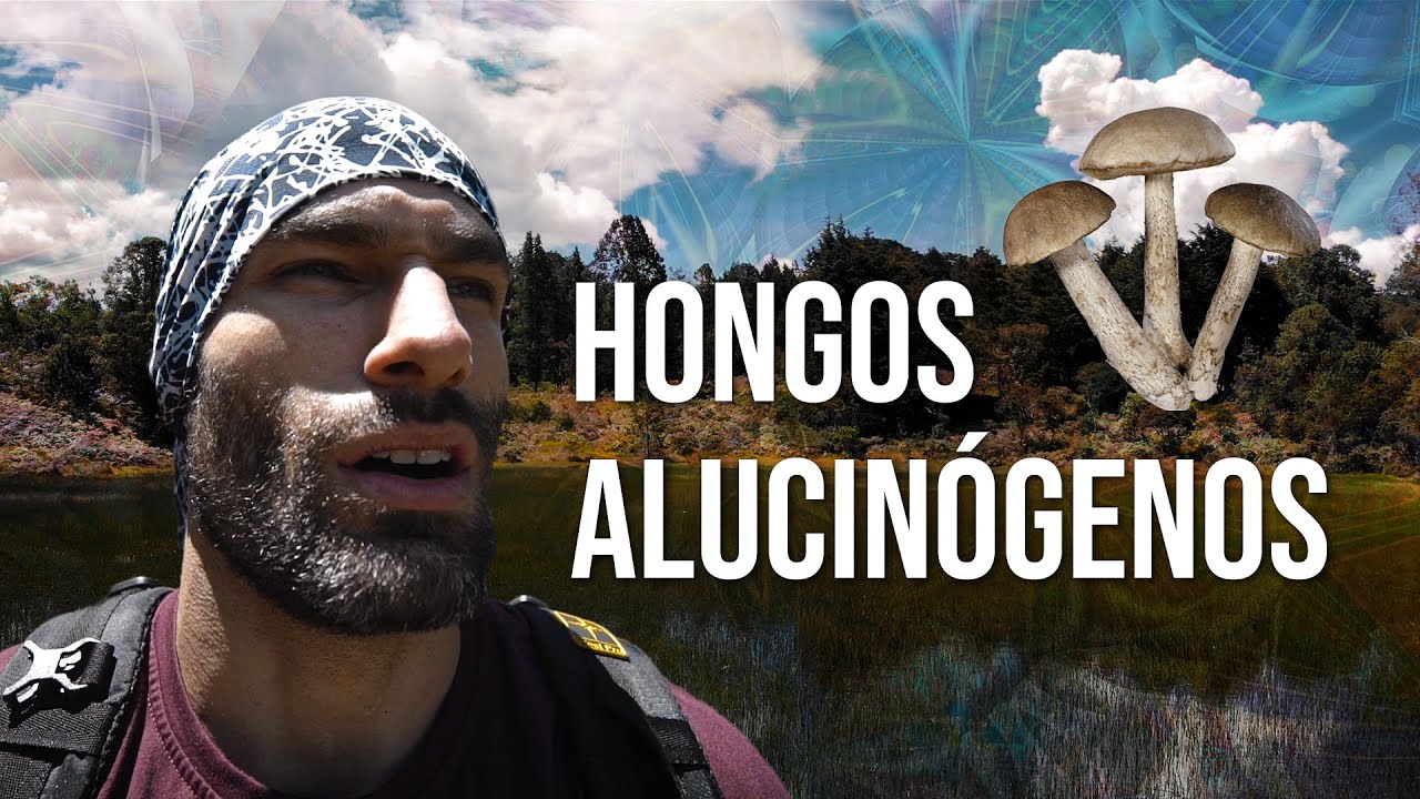 HONGOS ALUCINÓGENOS | Mi primer viaje