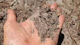How to plant fruit trees in sandy soil.