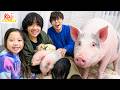 We Visit &amp; Feed PIGS at a PIG CAFE in Japan! 🐷✨