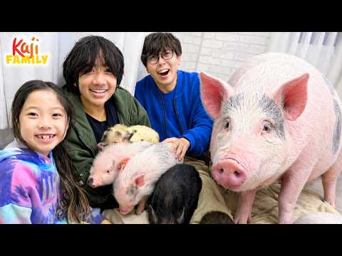 We Visit & Feed PIGS at a PIG CAFE in Japan! 🐷✨ thumbnail