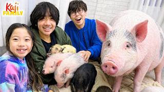 we visit feed pigs pig cafe japan
