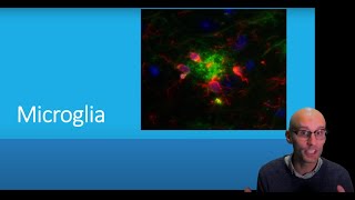 What are microglia and what do they do?